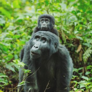Luxury & Budget Uganda Gorilla trekking Safaris