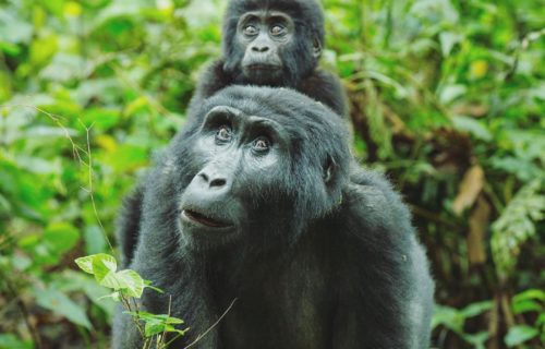 Luxury & Budget Uganda Gorilla trekking Safaris