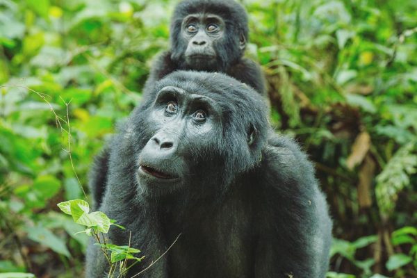 Luxury & Budget Uganda Gorilla trekking Safaris