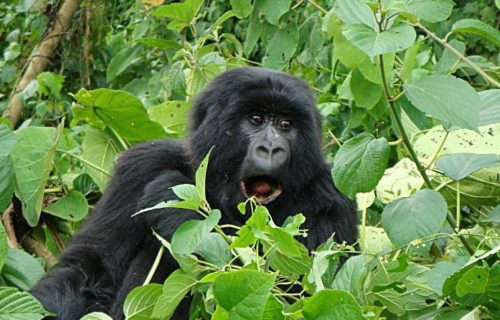 Luxury Congo Gorilla Tours