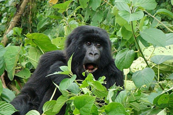 Luxury Congo Gorilla Tours