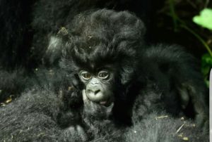Luxury Gorilla Tours in Rwanda