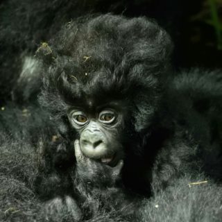 Luxury Gorilla Tours in Rwanda
