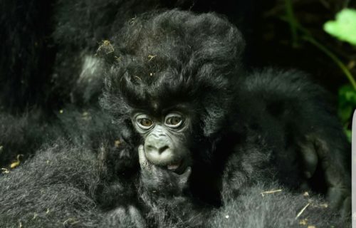 Luxury Gorilla Tours in Rwanda