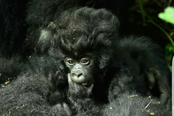 Luxury Gorilla Tours in Rwanda Luxury Gorilla Tours in Rwanda