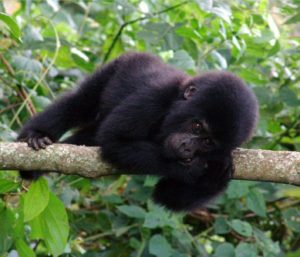 RWANDA GORILLA TOURS