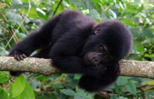 RWANDA GORILLA TOURS