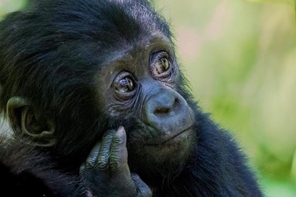 3 Days Mgahinga Gorilla Trekking Safari Uganda is the best short Gorilla trekking safari to Mgahinga Gorilla National Park found within the Virunga massif which is a chain of 8 volcanoes.