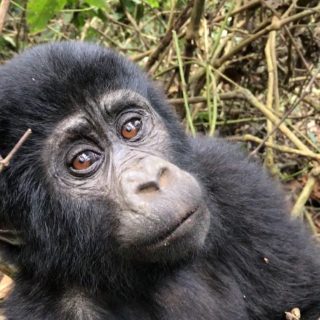 3 Days Mgahinga Gorilla Trekking Safari Uganda & Batwa Cultural Tour