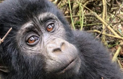 3 Days Mgahinga Gorilla Trekking Safari Uganda & Batwa Cultural Tour