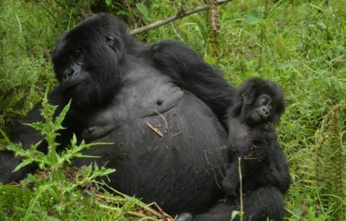 Rwanda Gorilla trekking Tours