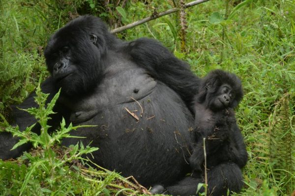 Rwanda Gorilla trekking Tours