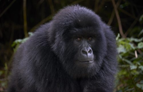 Short Congo Gorilla Tours