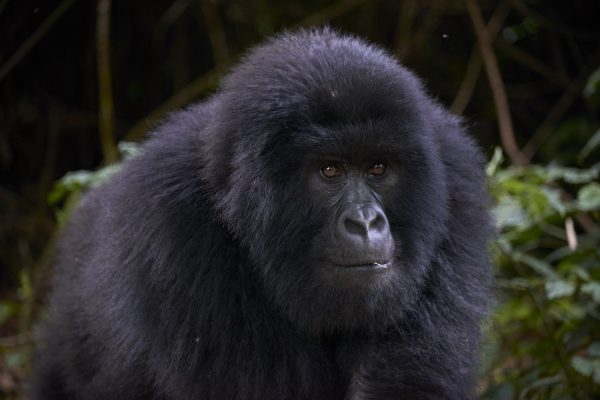 Short Congo Gorilla Tours