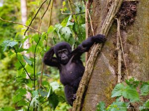 UGANDA GORILLA SAFARIS LUXURY
