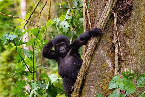 UGANDA GORILLA SAFARIS LUXURY