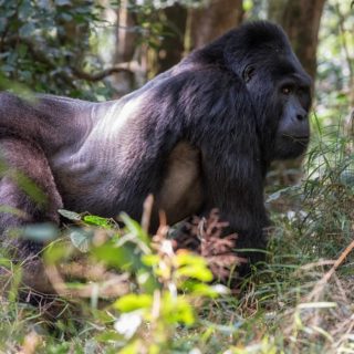 UGANDA GORILLA TREKKING HOLIDAYS TOURS