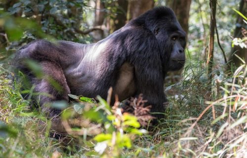 UGANDA GORILLA TREKKING HOLIDAYS TOURS