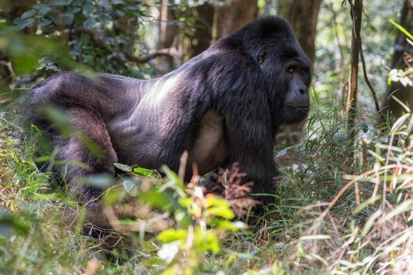 UGANDA GORILLA TREKKING HOLIDAYS TOURS