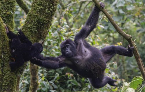 Uganda Gorilla trekking Safaris and Tours