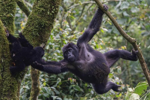 Uganda Gorilla trekking Safaris and Tours