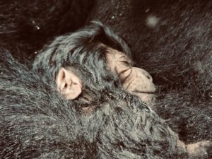 Lowland Gorilla Trekking Congo