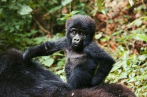 5 Days Uganda Gorilla Safari
