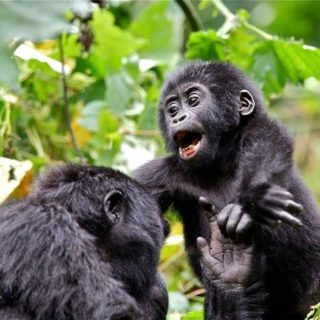 Bwindi Gorilla Habituation Experience Safari Uganda