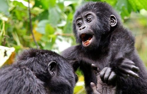 Bwindi Gorilla Habituation Experience Safari Uganda