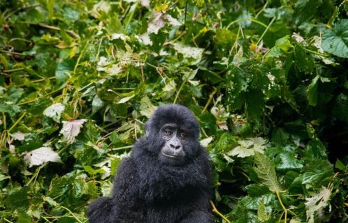 Bwindi Gorilla Habituation from Kigali