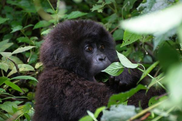 Congo Double Gorilla Trekking Safari from Kigali to Virunga National Park