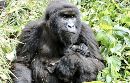 Congo Gorilla Trek