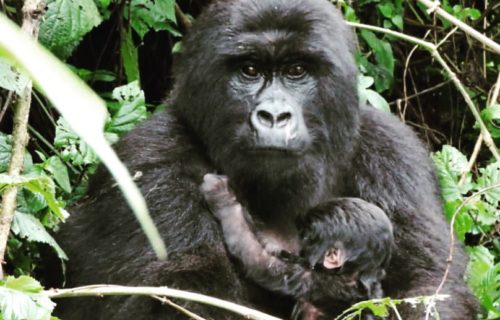 Congo Gorilla Trek & Nyiragongo Hike