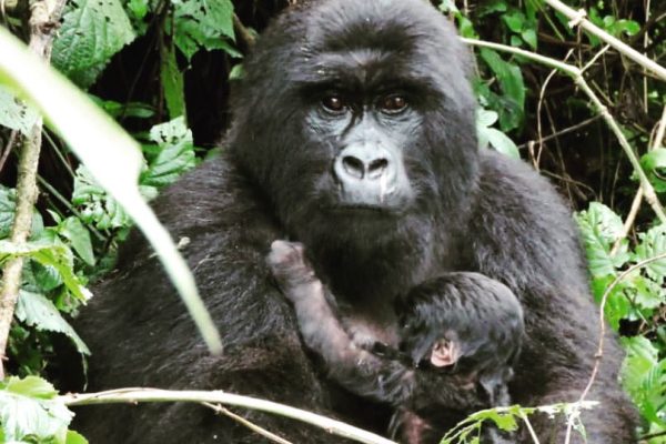 Congo Gorilla Trek & Nyiragongo Hike