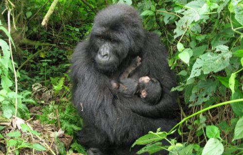Congo Lowland Gorilla Trekking Safari