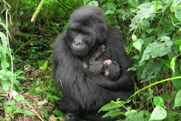 Congo Lowland Gorilla Trekking Safari