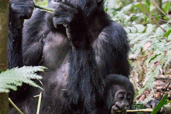 Double Gorilla Trekking Safari