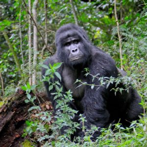 Gorilla Habituation Safari Bwindi Rushaga Sector