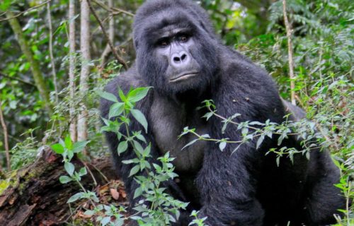 Gorilla Habituation Safari Bwindi Rushaga Sector