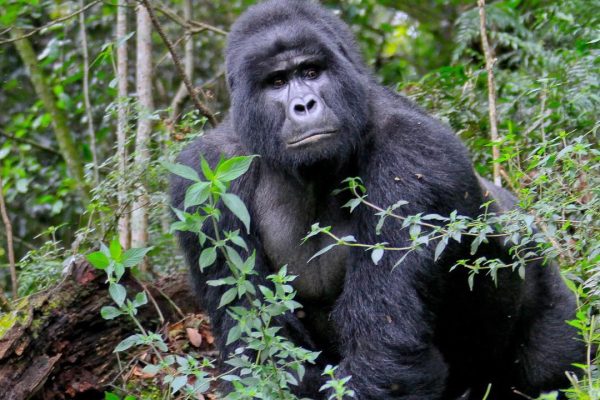Gorilla Habituation Safari Bwindi Rushaga Sector