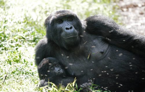 Gorilla Trekking Safari Itinerary to Uganda from Kigali Rwanda