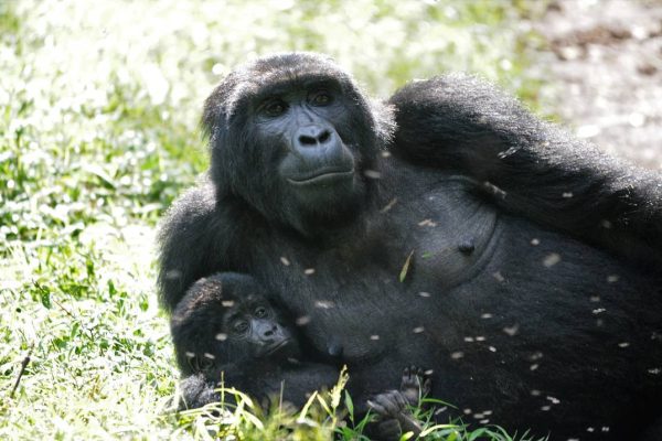 Gorilla Trekking Safari Itinerary to Uganda from Kigali Rwanda