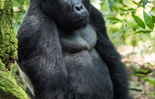 Gorilla habituation Experience & Lake Bunyonyi tour