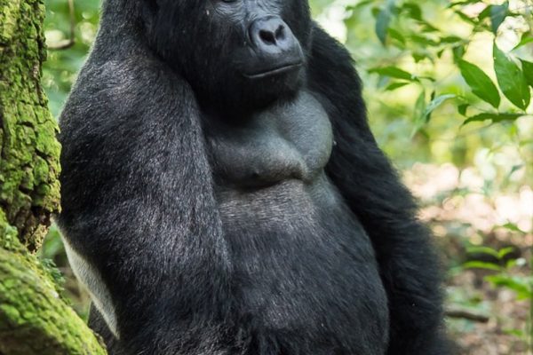 Gorilla habituation Experience & Lake Bunyonyi tour