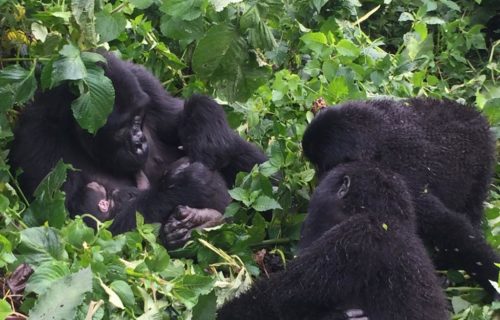 Bwindi Gorilla Habituation from Kigali