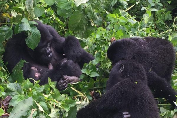 Bwindi Gorilla Habituation from Kigali
