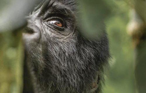 Gorilla trekking safari Uganda