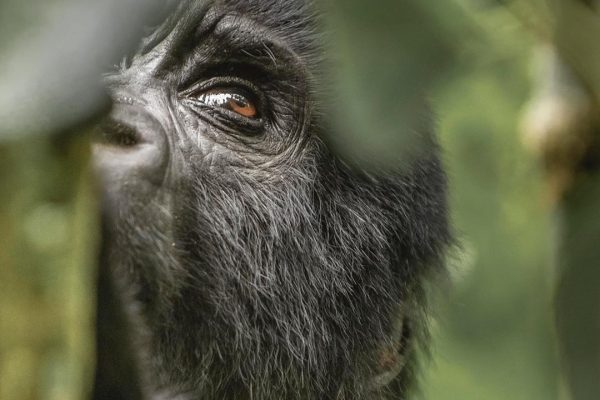 Gorilla trekking safari Uganda