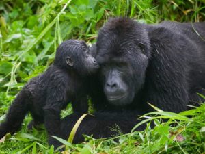 Mgahinga Gorilla National Park
