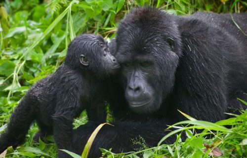 Mgahinga Gorilla National Park